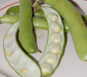 Fresh, young beans in the pod