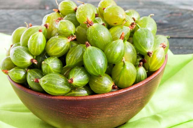 bowl piled high with green gooseberries